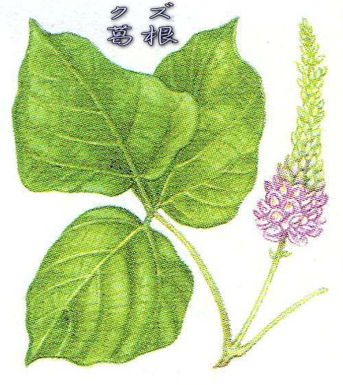 葛根：漢方（中医学）・中医学用語説明（生薬・中薬）