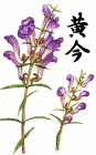 黄芩