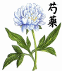 芍薬