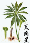 天南星