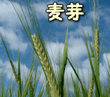 麦芽