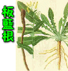 板藍根