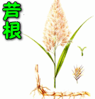 芦根