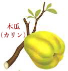 木瓜（カリン）