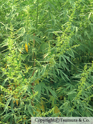 生薬ライブラリー