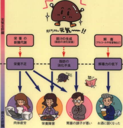 肝臓の機能と障害