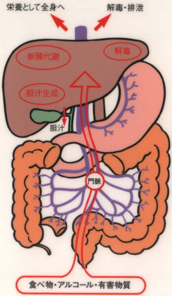 肝臓と胃腸の関係