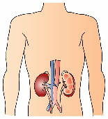 腎機能を回復させ、浮腫やリウマチに効く