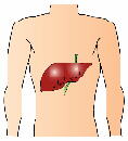 肝臓を守る
