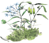 草花