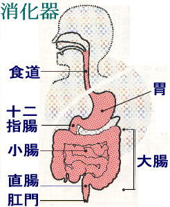 消化器系