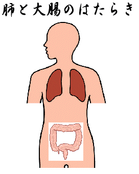 肺・大腸の働き