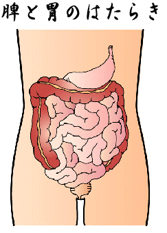 脾・胃の働き