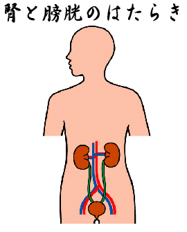 腎・膀胱の働き