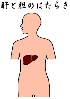 肝・胆の働き