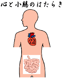 心・小腸の働き
